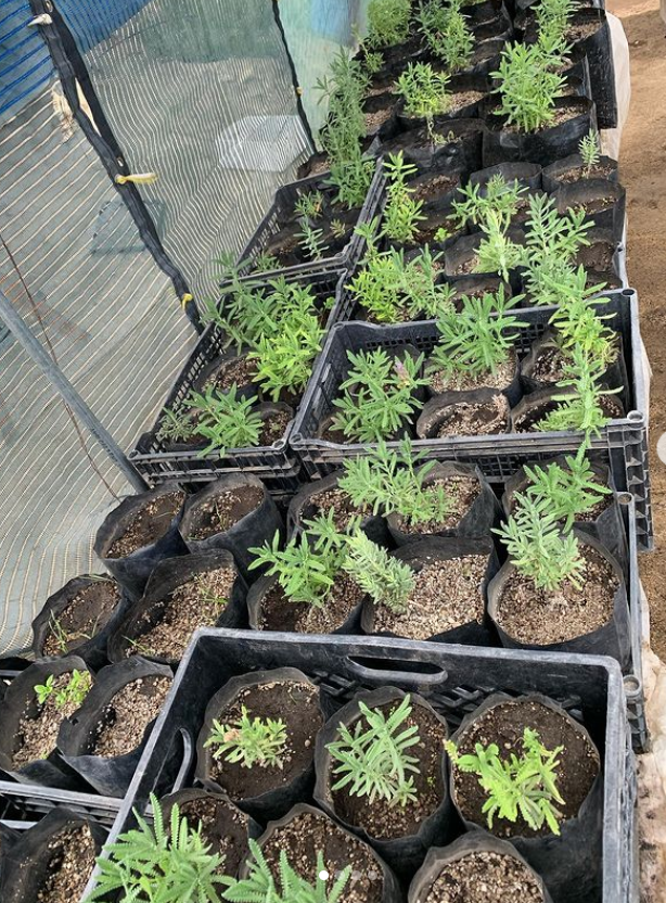 greenhouse.png