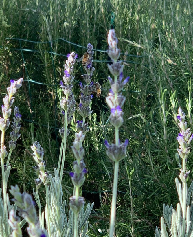 Lavender with bee